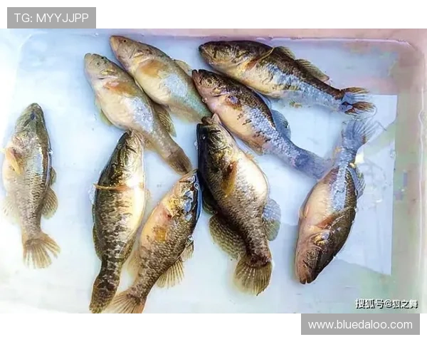 博鱼app官方入口电脑版下载安装教程，详细步骤帮你快速上手使用